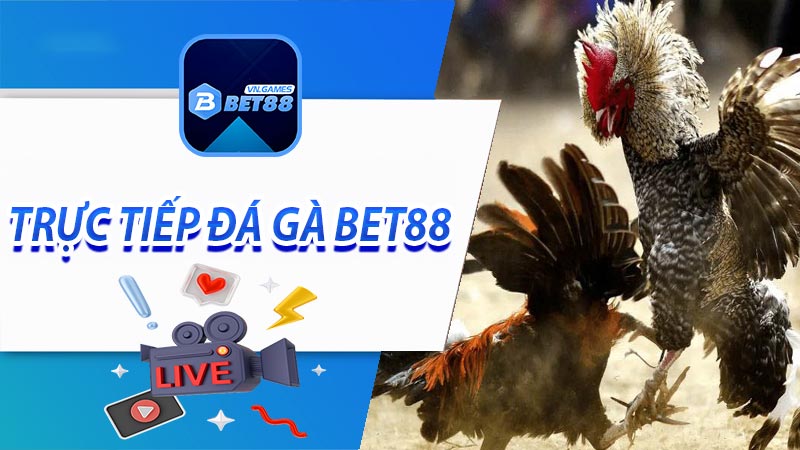 Ưu điểm khi theo dõi trực tiếp đá gà BET88